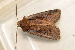 Ichneutica atristriga