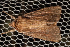 Ichneutica infensa
