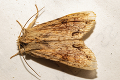 Ichneutica mollis
