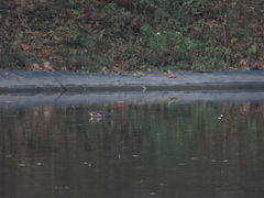 Gallinula chloropus