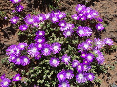 Drosanthemum