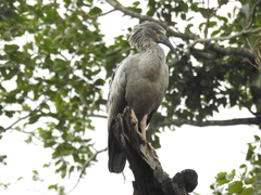 Theristicus caerulescens