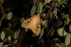 Mnesictena flavidalis