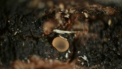 Orbilia subsphaerospora