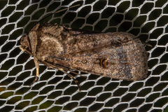 Proteuxoa tetronycha