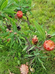 Protea caffra