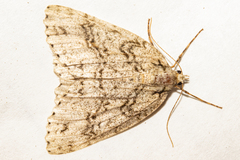 Pseudocoremia rudisata ampla