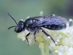 Lasioglossum viride