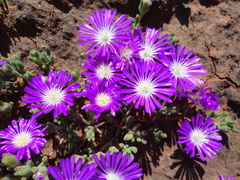 Drosanthemum