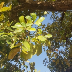 Vitex doniana