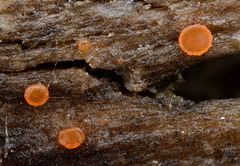 Orbilia trapeziformis