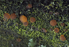 Orbilia trapeziformis