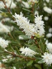Orites lancifolius