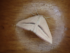 Chlorerythra rubriplaga