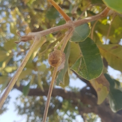 Vitex doniana