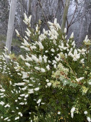 Orites lancifolius