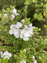 Prostanthera cuneata