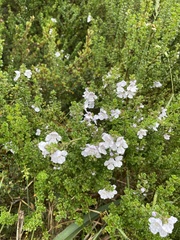 Prostanthera cuneata