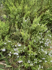 Prostanthera cuneata
