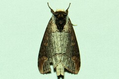Phalera grotei