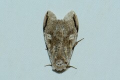 Stauroplitis accomodus