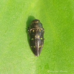Chrysobothris nobilis