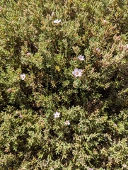 Frankenia pauciflora