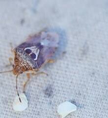 Eupolemus angularis