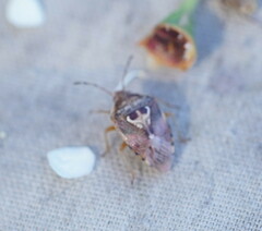 Eupolemus angularis
