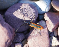 Stenoderus suturalis
