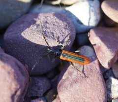Stenoderus suturalis