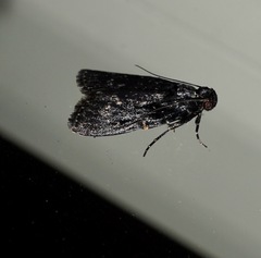 Stericta carbonalis
