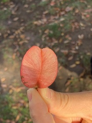 Koelreuteria