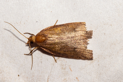 Planotortrix