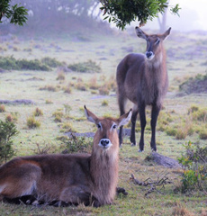 Kobus ellipsiprymnus defassa