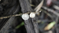 Paramarasmius