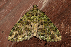 Austrocidaria similata