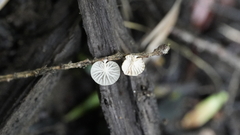 Paramarasmius
