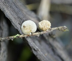 Paramarasmius