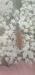 Stenoderus suturalis