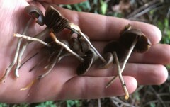 Psilocybe serbica