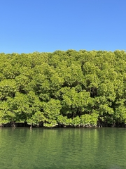Rhizophora