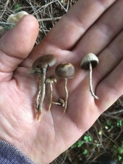 Psilocybe serbica