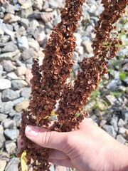Rumex longifolius