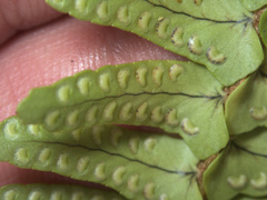 Nephrolepis flexuosa