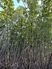 Rhizophora