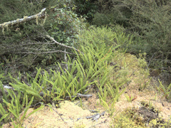 Nephrolepis flexuosa