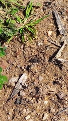 Alopecosa albofasciata