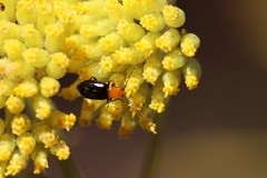 Cassinia aureonitens