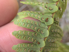 Nephrolepis flexuosa